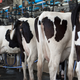 Image for article titled Do Cow Farts Actually Contribute to Global Warming?